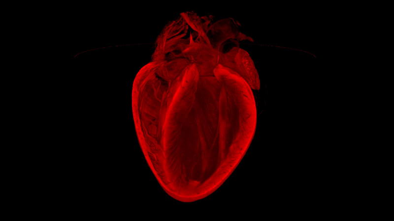 Illustration for article titled These Amazing Cardio Images Will Make Your Heart Race